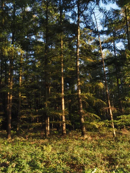 Vagevuurbos en Lippensgoed-Bulskampveld (België)